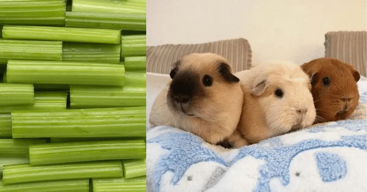Guinea Pigs eat celery
