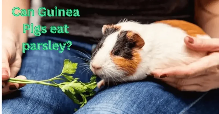 Can Guinea Pigs Eat Parsley? A Comprehensive Guide to Guinea Pig Diet