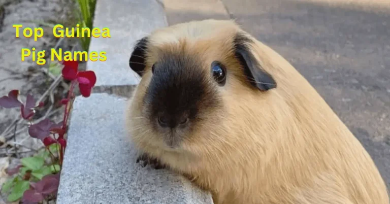 200+ Guinea Pig Names; Cute and Unique Names‍ for your Pet