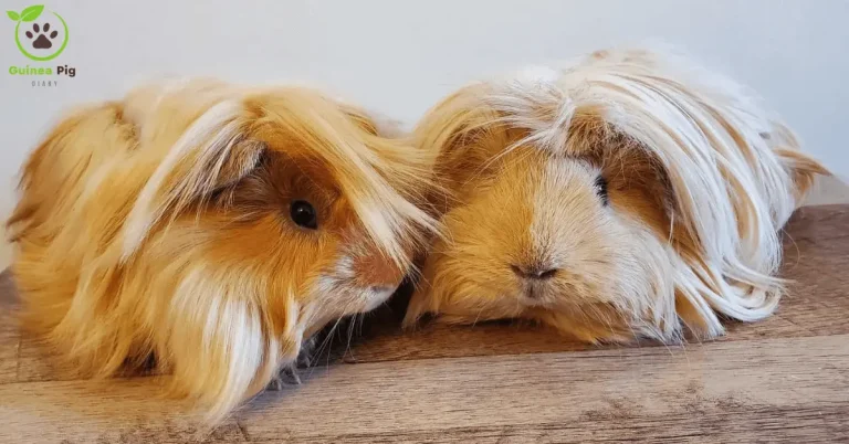 Peruvian Guinea Pig Info: Pictures, Personality & care guide