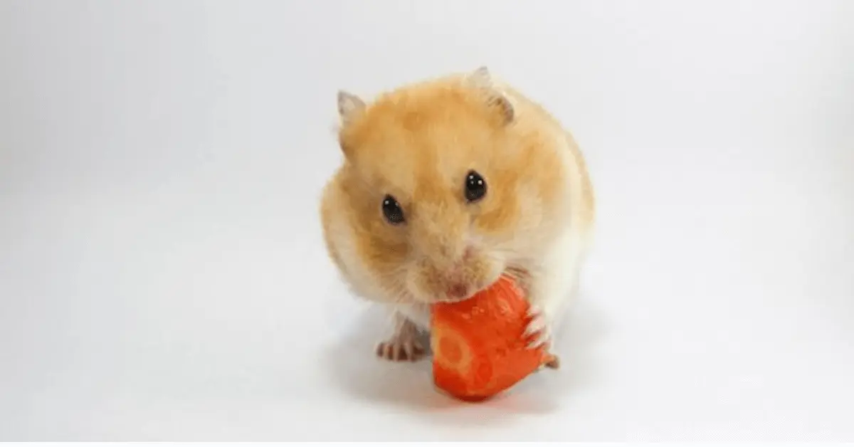 Can Guinea Pigs eat tomatoes?