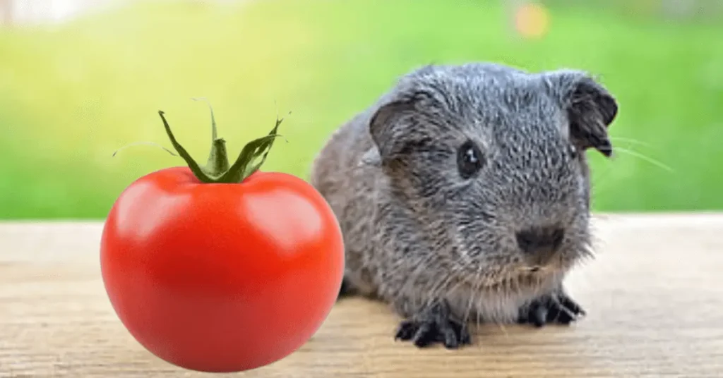 Guinea Pig eat Tomatoes