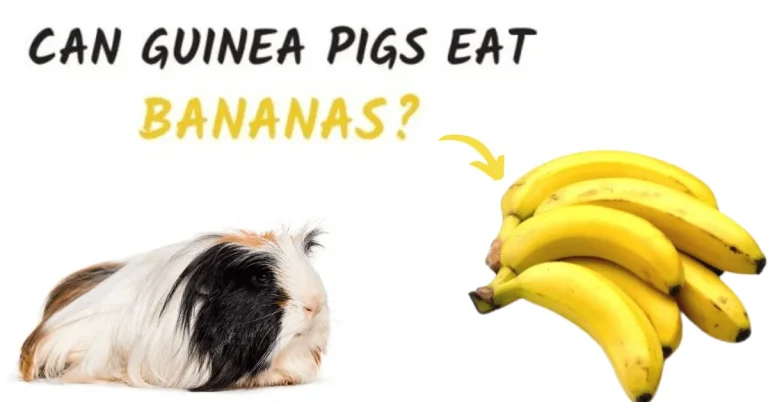 Can Guinea Pigs Eat Bananas? Exploring the Sweet and Safe Delight for Your Cavy
