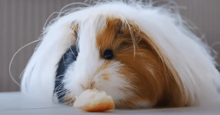 Can Guinea Pigs Bite? Understanding, Prevention, and Effective Responses