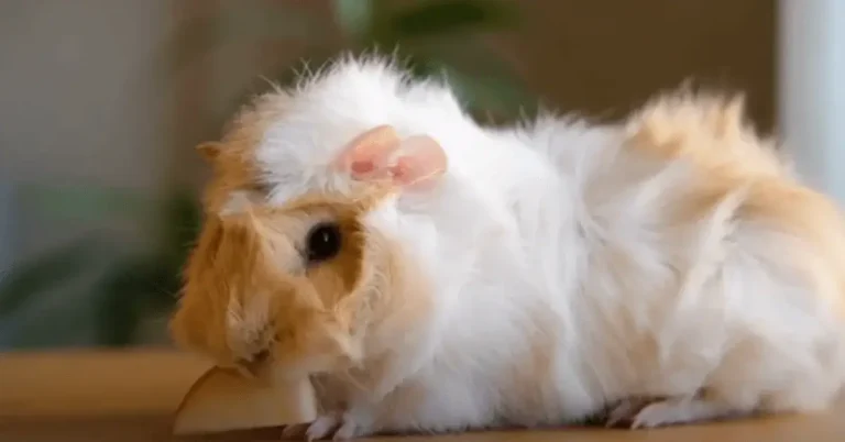 How to Care for Guinea Pigs: A Comprehensive Guide