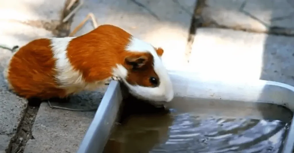 water care for guinea pigs