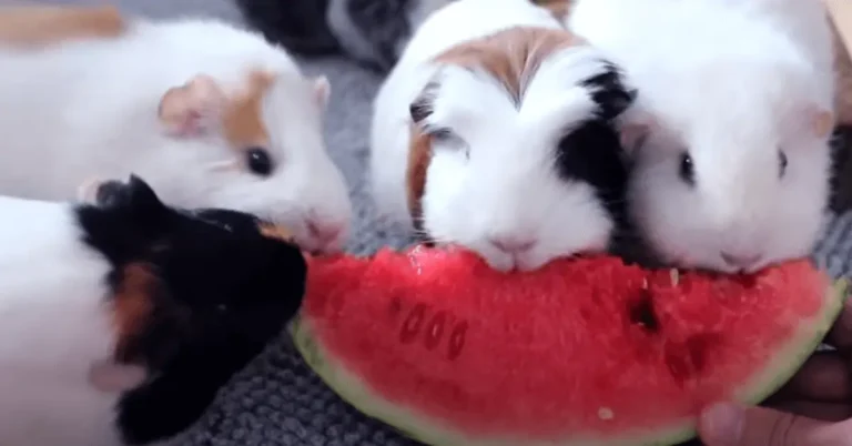 Can Guinea Pigs eat Watermelon? A Guide to Safe and Healthy Treats