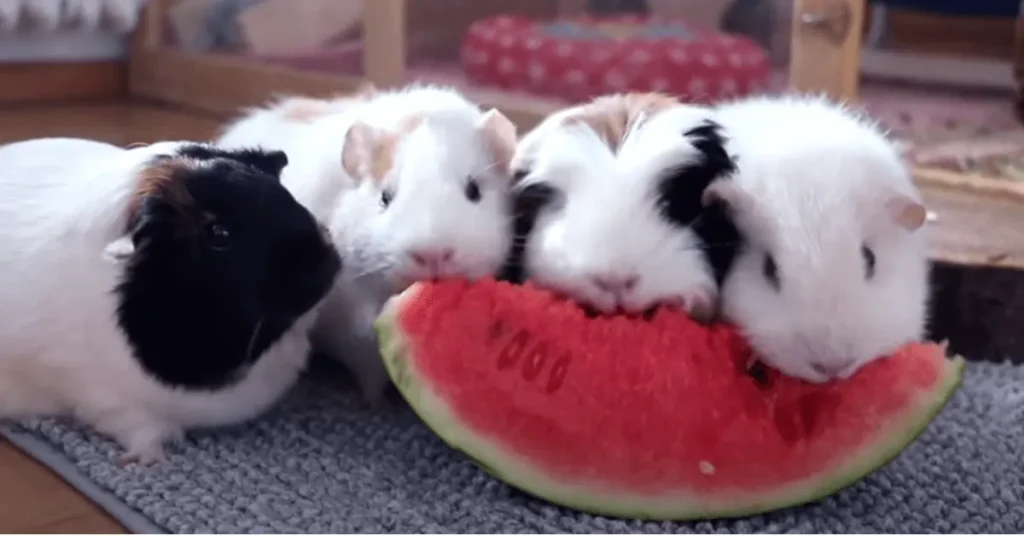 Guinea pigs eating watermelon
