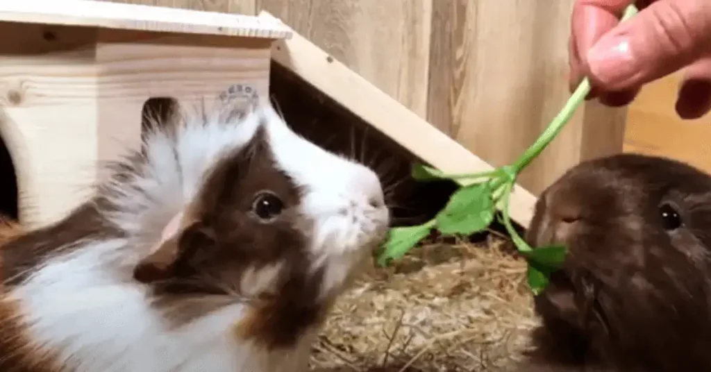 Can guinea pigs eat basil?