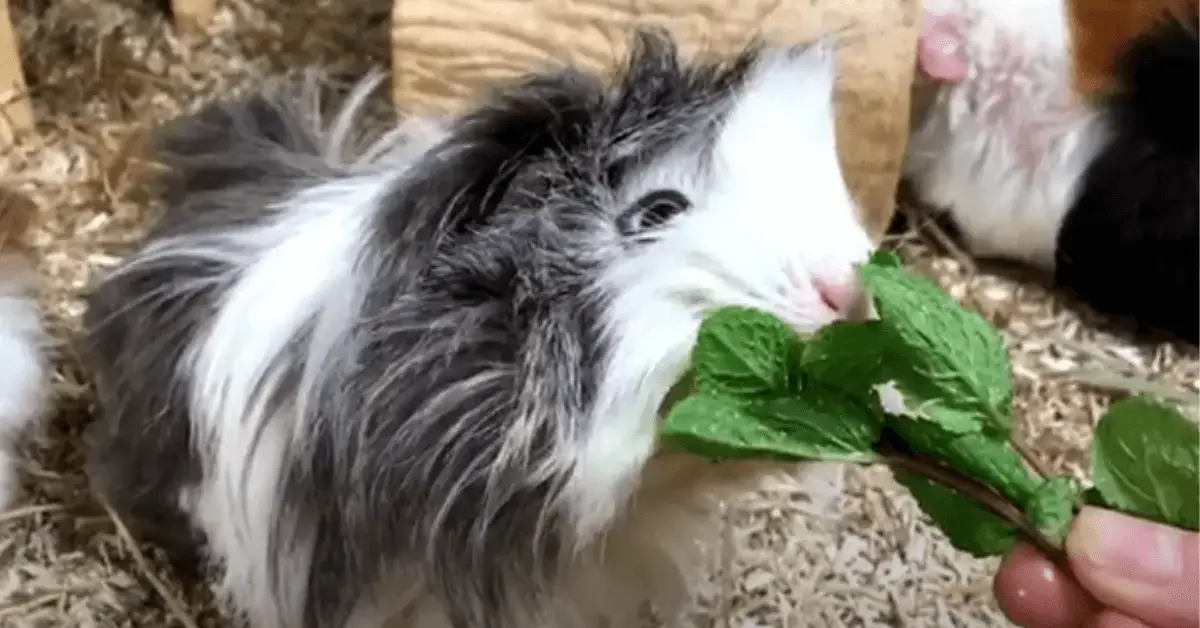 Can guinea pigs eat mint?