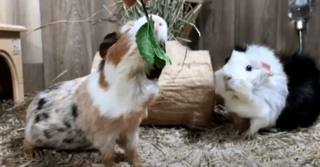 Guinea pigs eat mint benifits