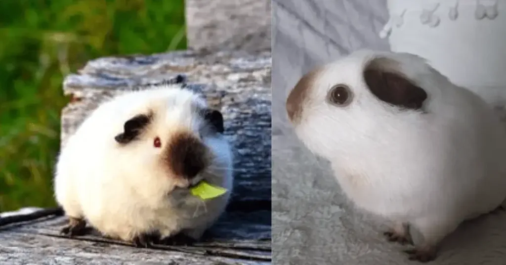 Himalayan guinea pig personality