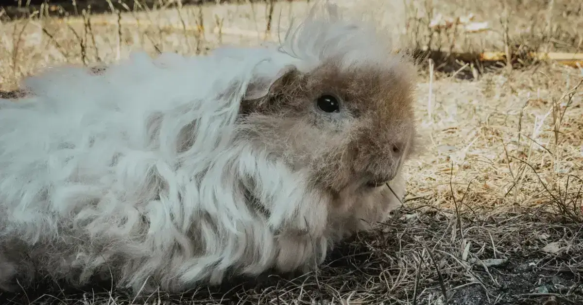Alpaca guinea pig