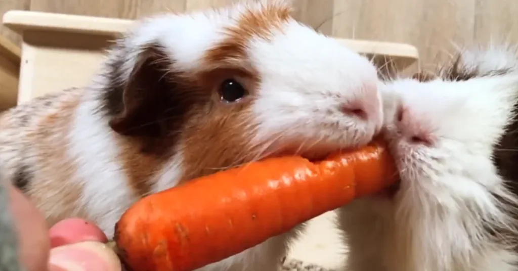 can guinea pigs eat carrot?