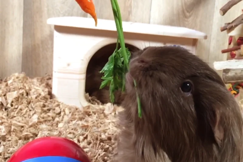 guinea pigs eat carrot peels