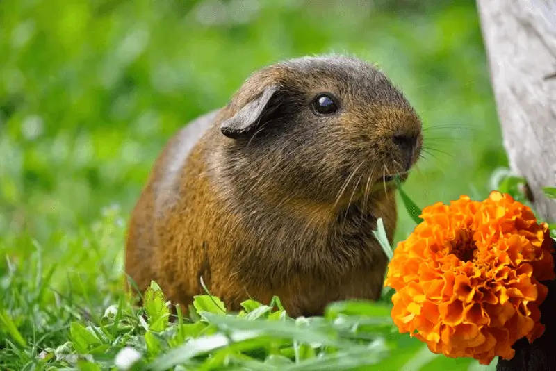 guinea Pigs eat marigold serving size