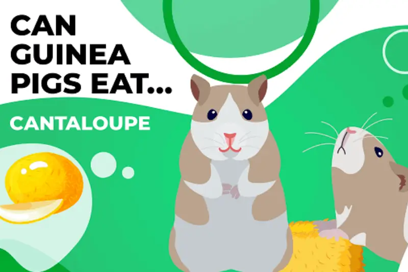 Guinea Pigs Eat Cantaloupe