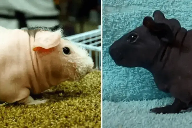 Skinny vs Baldwin Guinea Pigs
