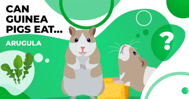 Can Guinea Pigs Eat Arugula? Benefits, Risks, Serving Size and How Much is Safe?