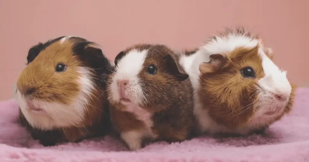 NYC ban guinea pig sale