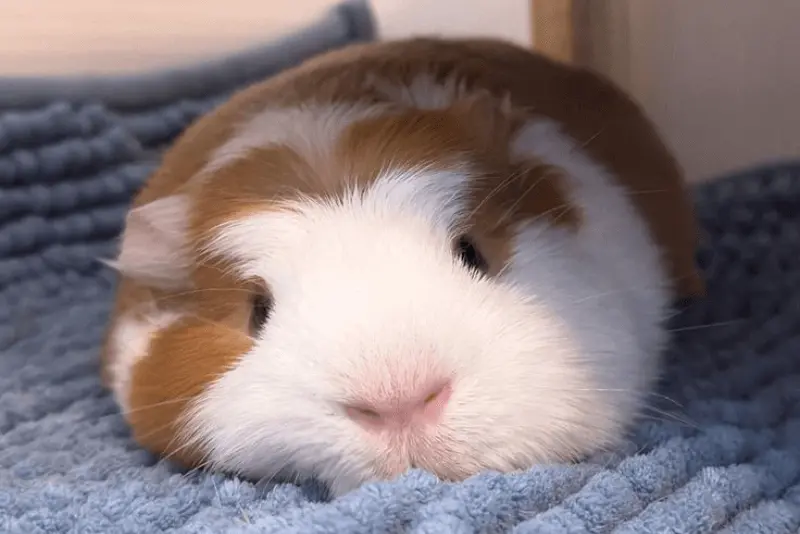 guinea pigs sale ban by nyc